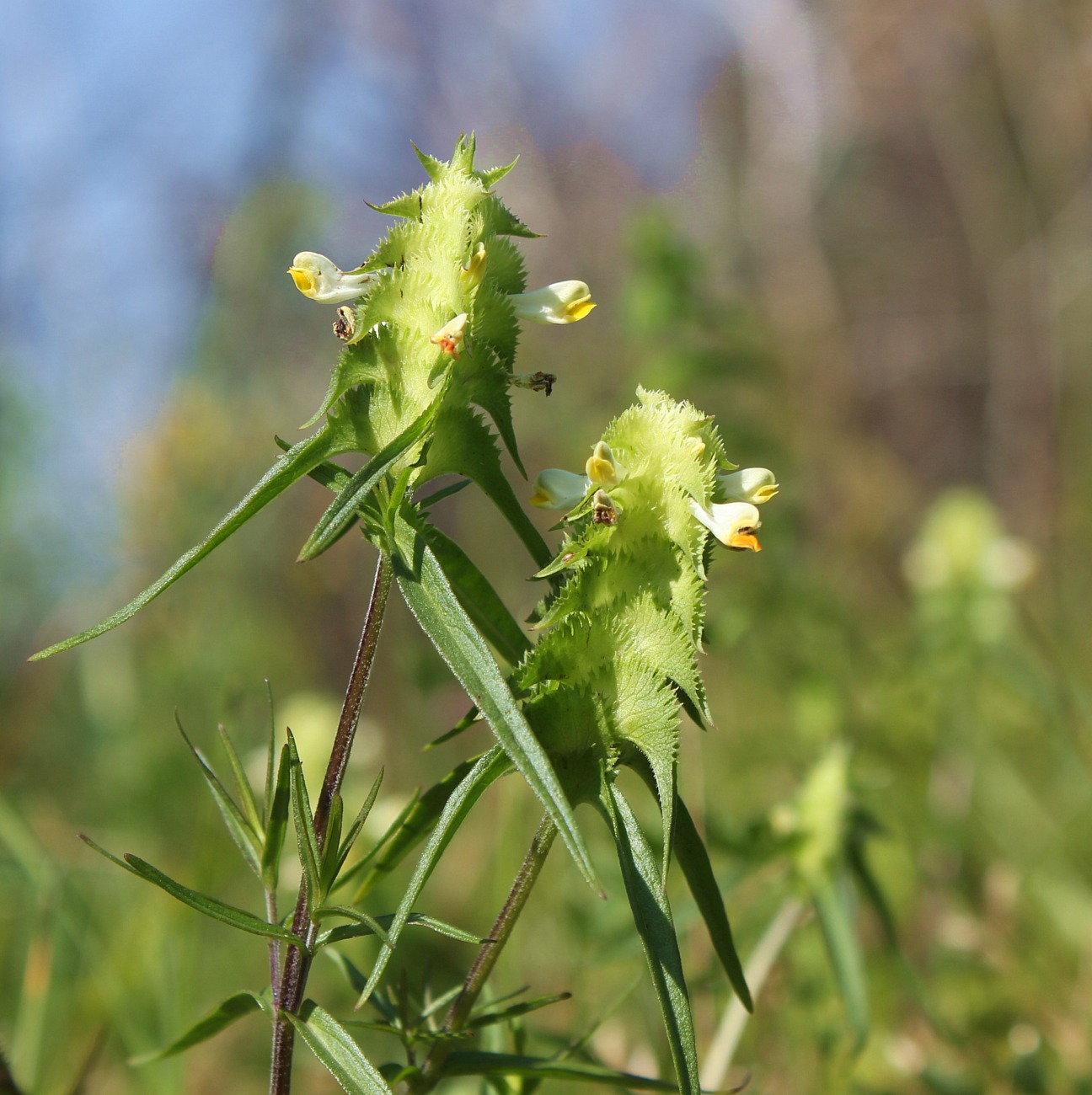Изображение особи Melampyrum cristatum.
