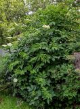 Sambucus nigra