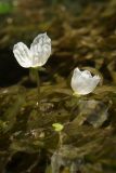 Egeria densa