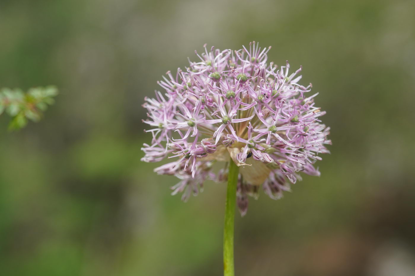 Изображение особи род Allium.