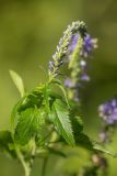 Veronica longifolia. Верхушка растения с бутонизирующим соцветием. Калужская обл., Перемышльский р-н, дол. р. Жиздра, берег реки. 13.08.2025.