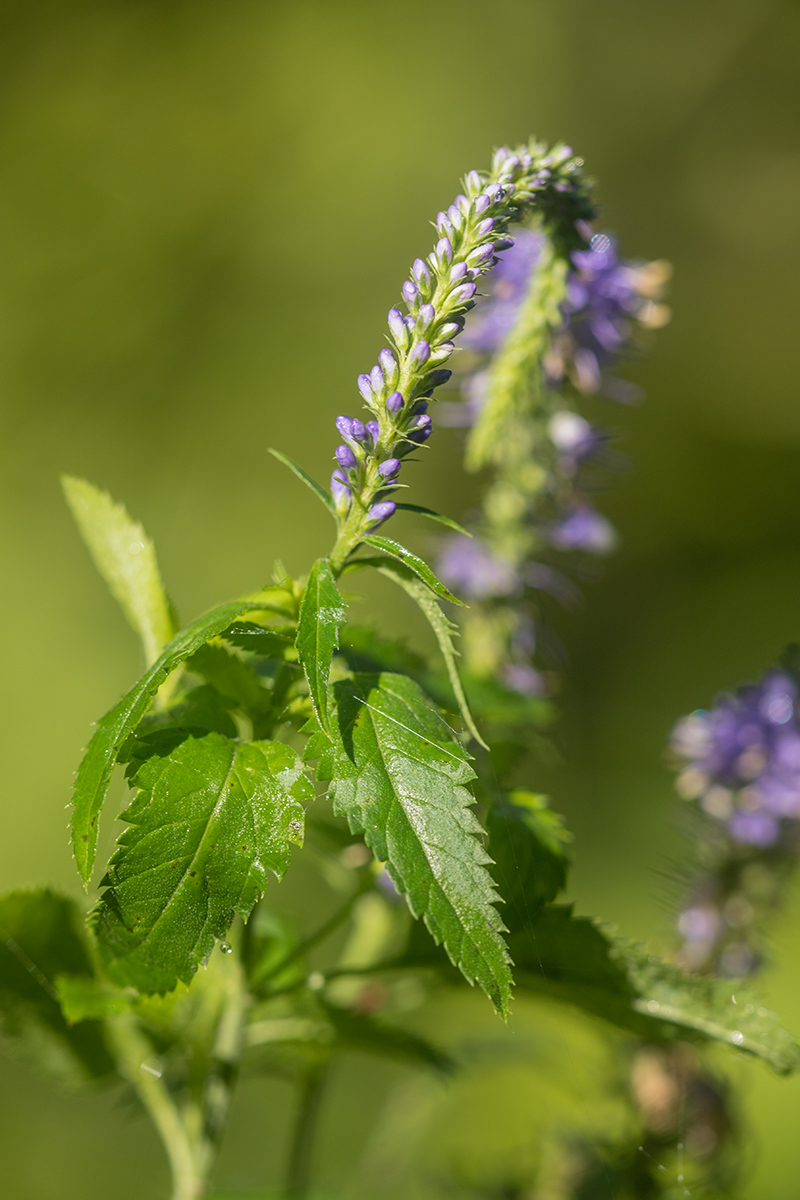Image of Veronica longifolia specimen.