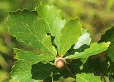 Quercus wutaishanica