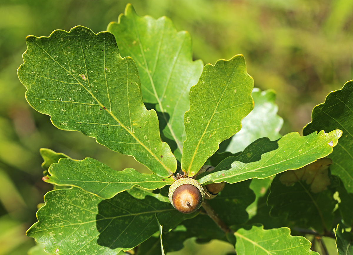 Image of Quercus wutaishanica specimen.