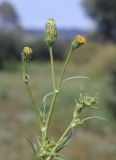 род Bidens. Верхушка веточки с соцветиями разной степени развития. Испания, Каталония, пров. Жирона, комарка Баш Эмпорда, муниципалитет Калонже, залежь. 14.09.2025.