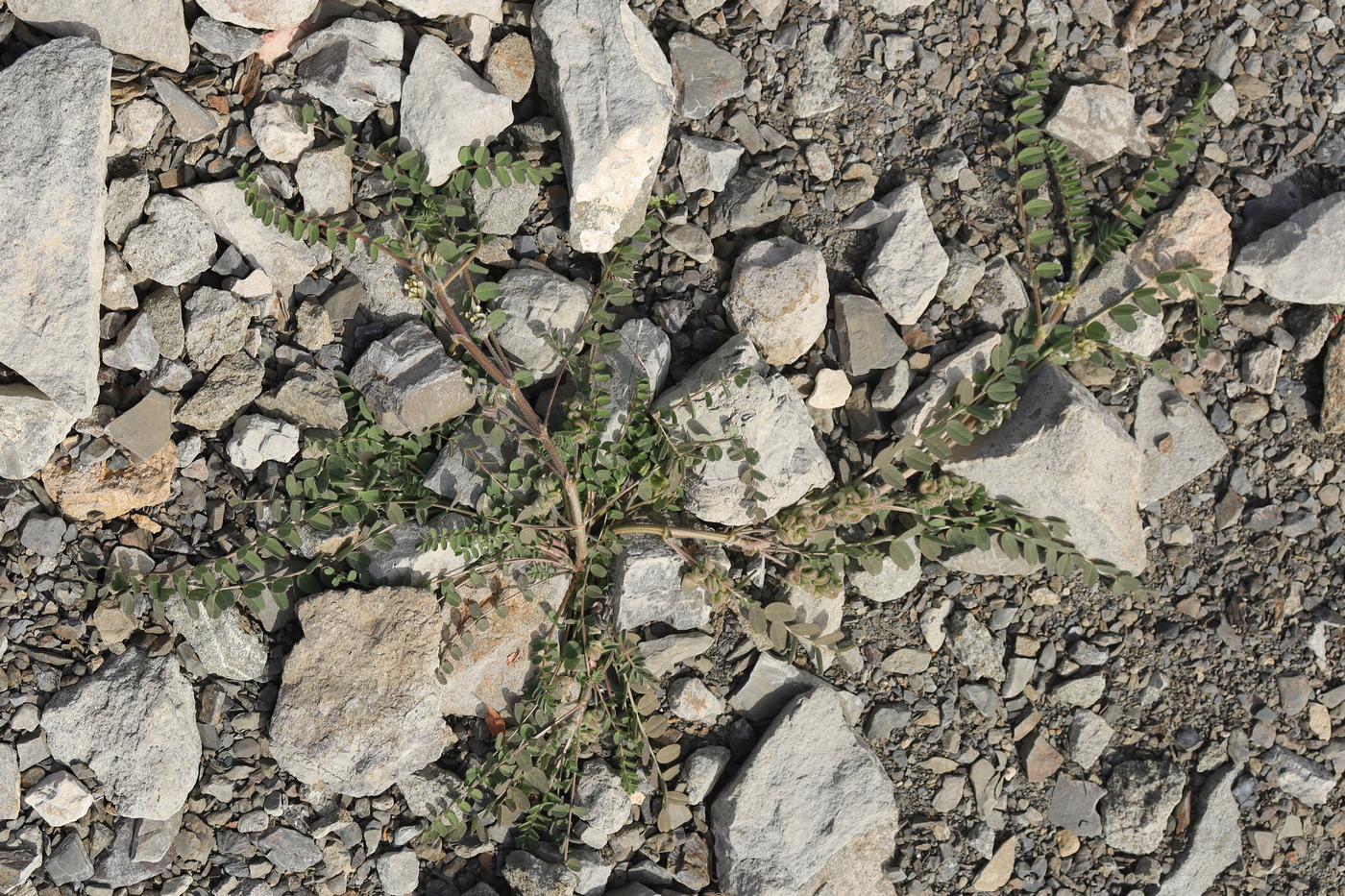 Изображение особи Astragalus contortuplicatus.