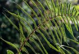 Dryopteris affinis. Часть вайи с сорусами (вид на абаксиальную поверхность). Португалия, о-в Мадейра, национальный парк \"Рибейру-Фриу\", ≈ 1400 м н.у.м., лавровый лес. 20.08.2025.