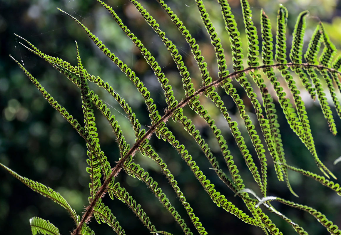Изображение особи Dryopteris affinis.