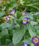 Nonea versicolor