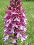 Orchis &times; hybrida