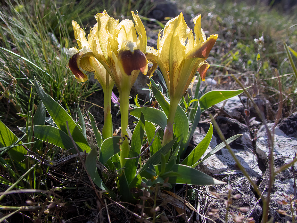 Изображение особи Iris pumila.