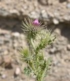 род Carduus. Верхушка расцветающего растения. Турция, ил Ван, дер. Хошаб, пустошь на древних руинах. 23 мая 2025 г.
