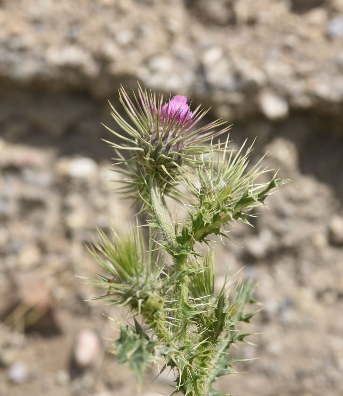 Изображение особи род Carduus.