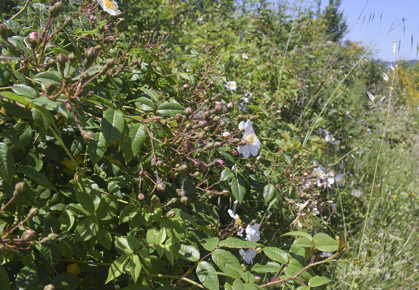 Изображение особи Rosa sempervirens.