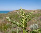 Rumex patientia subspecies orientalis. Верхушка растения с соцветием в бутонах. Краснодарский край, Темрюкский р-н, мыс Железный Рог, приморский остепнённый склон. 29.04.2017.