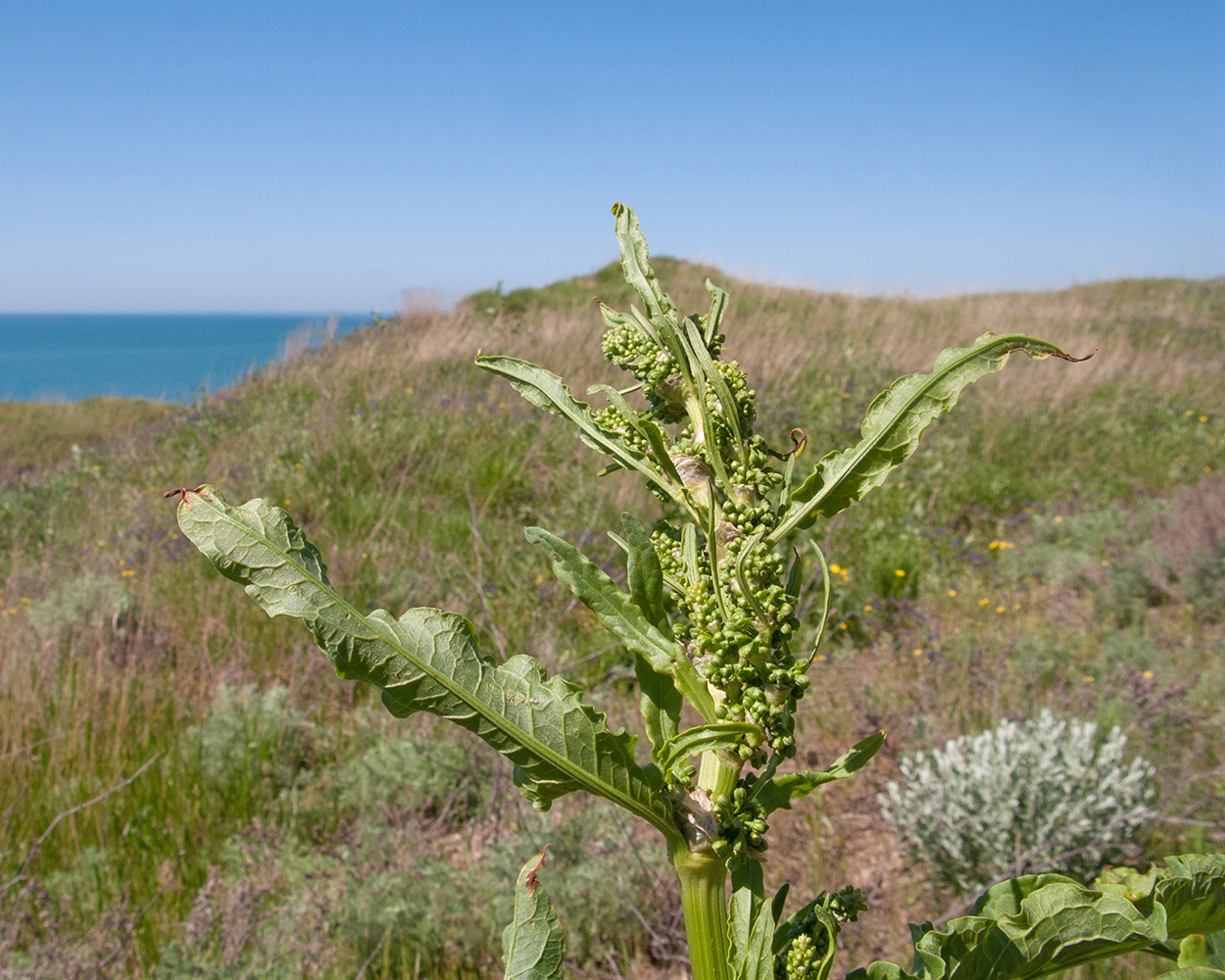 Изображение особи Rumex patientia ssp. orientalis.