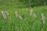 Bistorta officinalis. Верхушки цветущих растений. Ульяновская обл., Мелекесский р-н, пойма р. Бирля ниже пос. Уткин, днище балки, выходящей к реке, заболоченный луг. 03.06.2024.