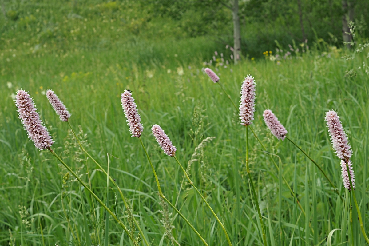 Изображение особи Bistorta officinalis.