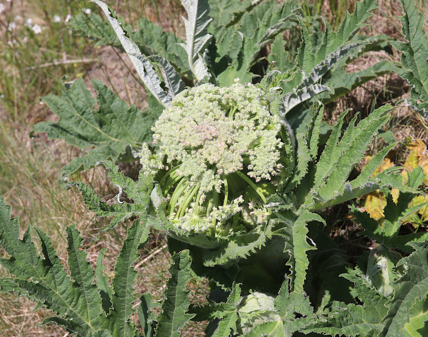 Изображение особи Heracleum grandiflorum.