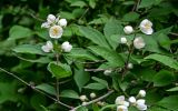 Philadelphus sericanthus. Часть ветви с соцветиями. Китай, пров. Шэньси, национальный парк \"Хуашань\", ≈ 2000 м н.у.м., опушка смешанного леса. 02.06.2025.