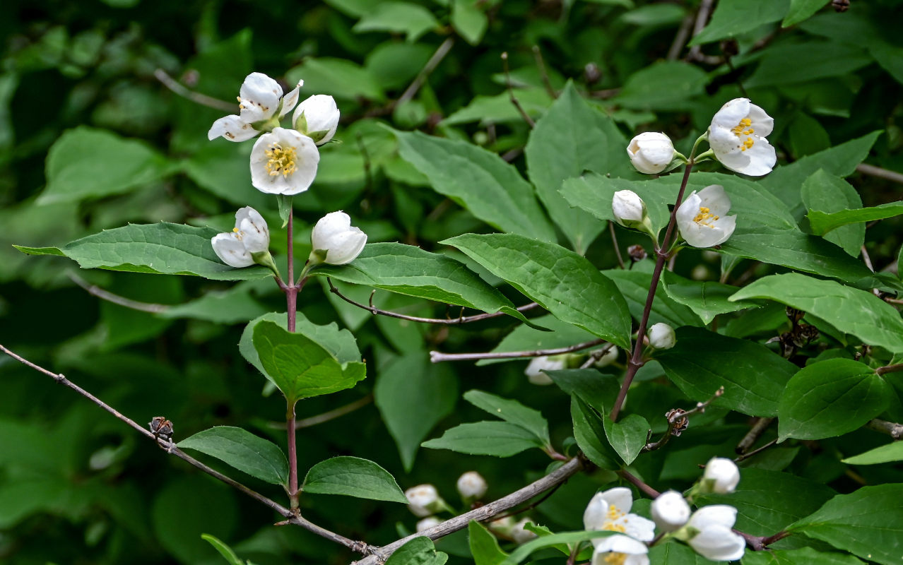 Image of Philadelphus sericanthus specimen.
