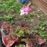 Pelargonium hortorum. Цветущее растение с бутонами в нижней части. Свердловская обл., окр. г. Североуральск, дачный участок. 24.06.2023.