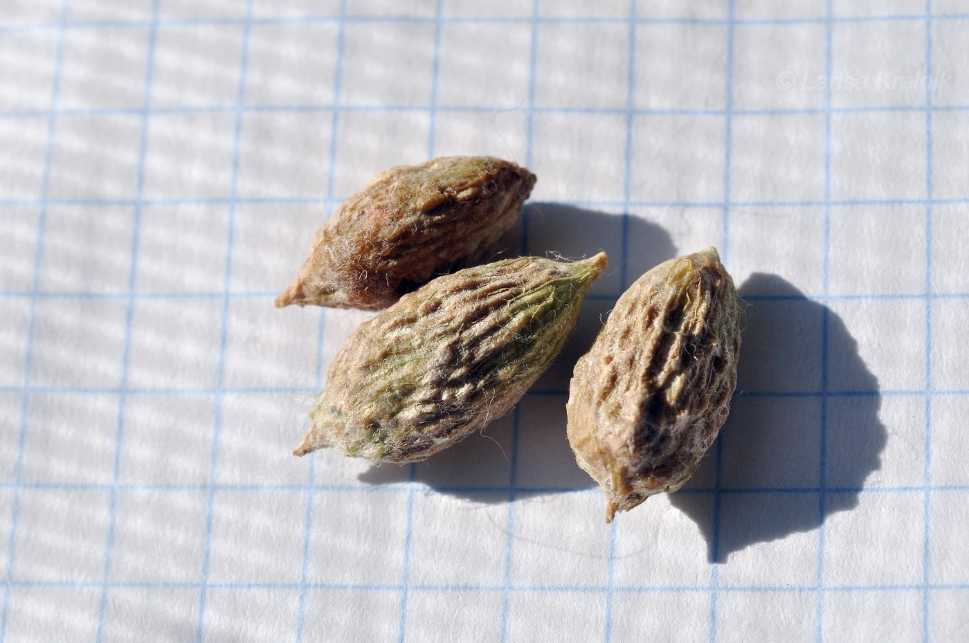 Изображение особи Ziziphus jujuba.