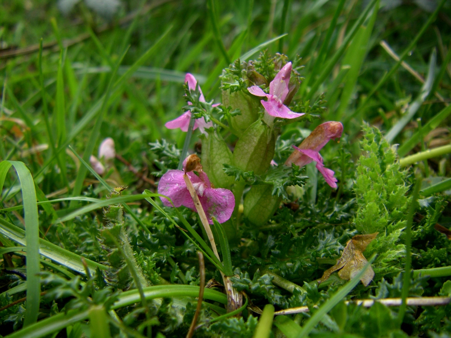 Image of Pedicularis sylvatica specimen.