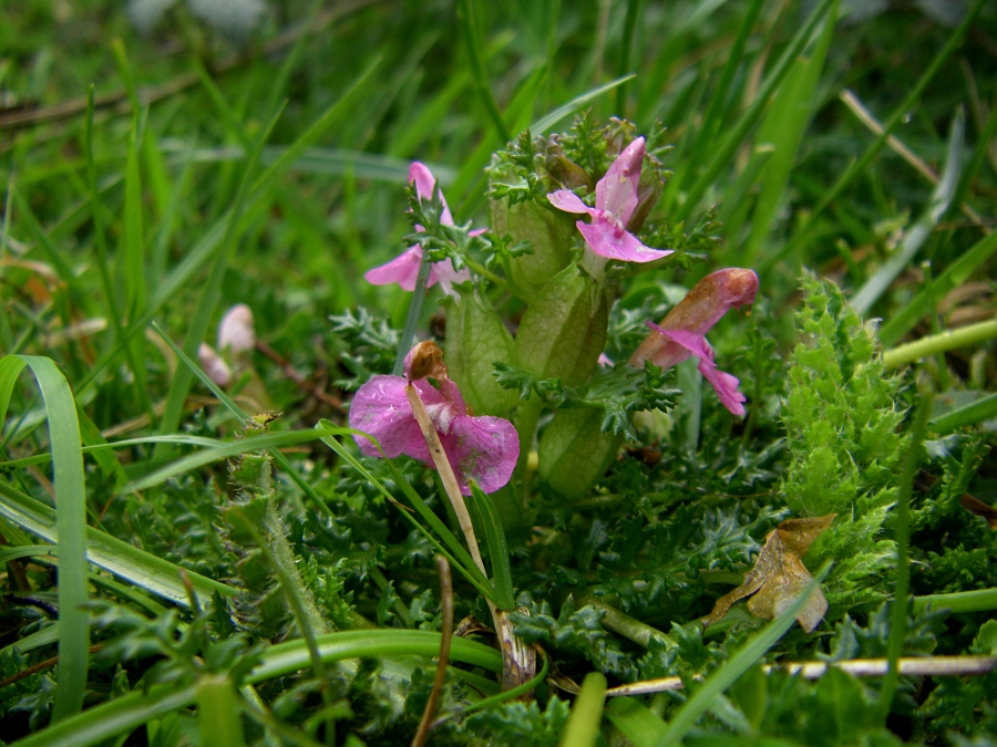 Изображение особи Pedicularis sylvatica.