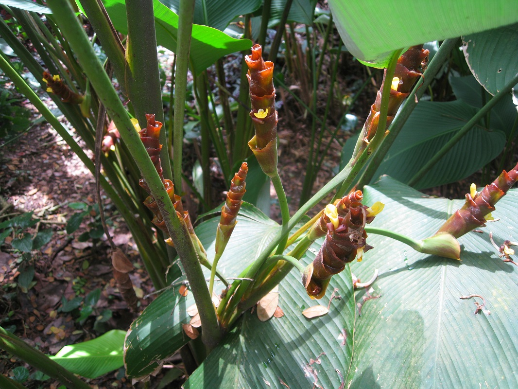 Image of Calathea lutea specimen.