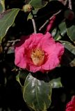Camellia japonica. Цвето, бутон и повреждённые листья. Краснодарский край, Сочи, Адлерский р-н, парк \"Южные культуры\", в культуре. 20 февраля 2026 г.