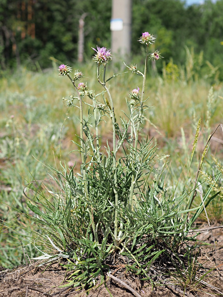 Image of Jurinea cyanoides specimen.