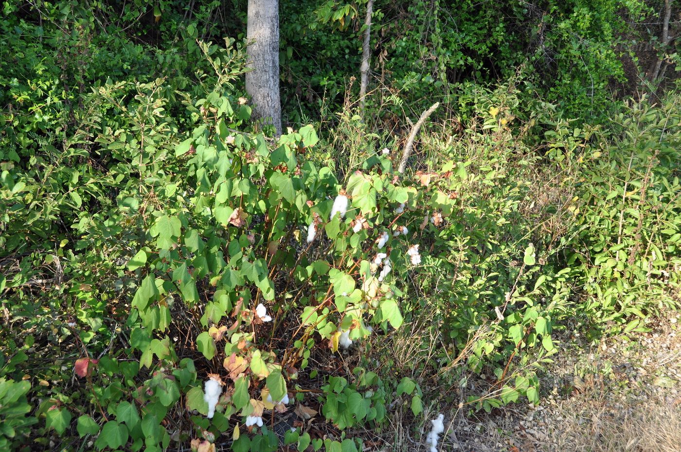 Изображение особи род Gossypium.