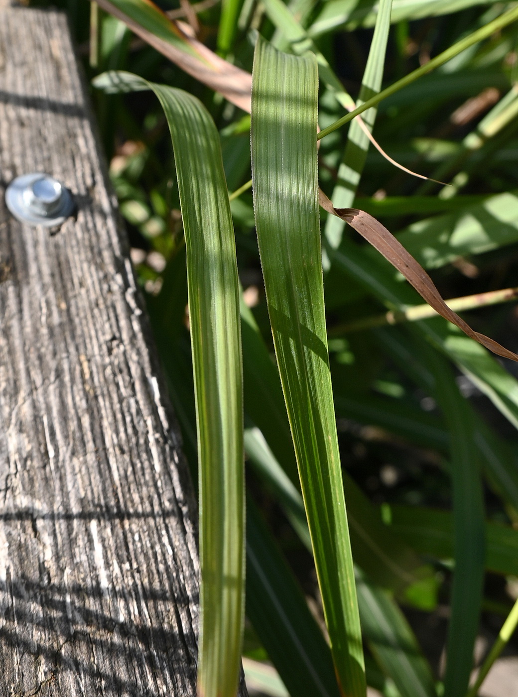 Image of genus Miscanthus specimen.