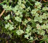 Scleranthus annuus. Верхушки побегов с соцветиями. Псковская обл., г. Великие Луки, луг. 12.06.2025.