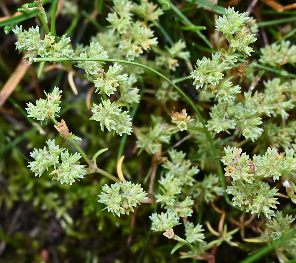 Изображение особи Scleranthus annuus.