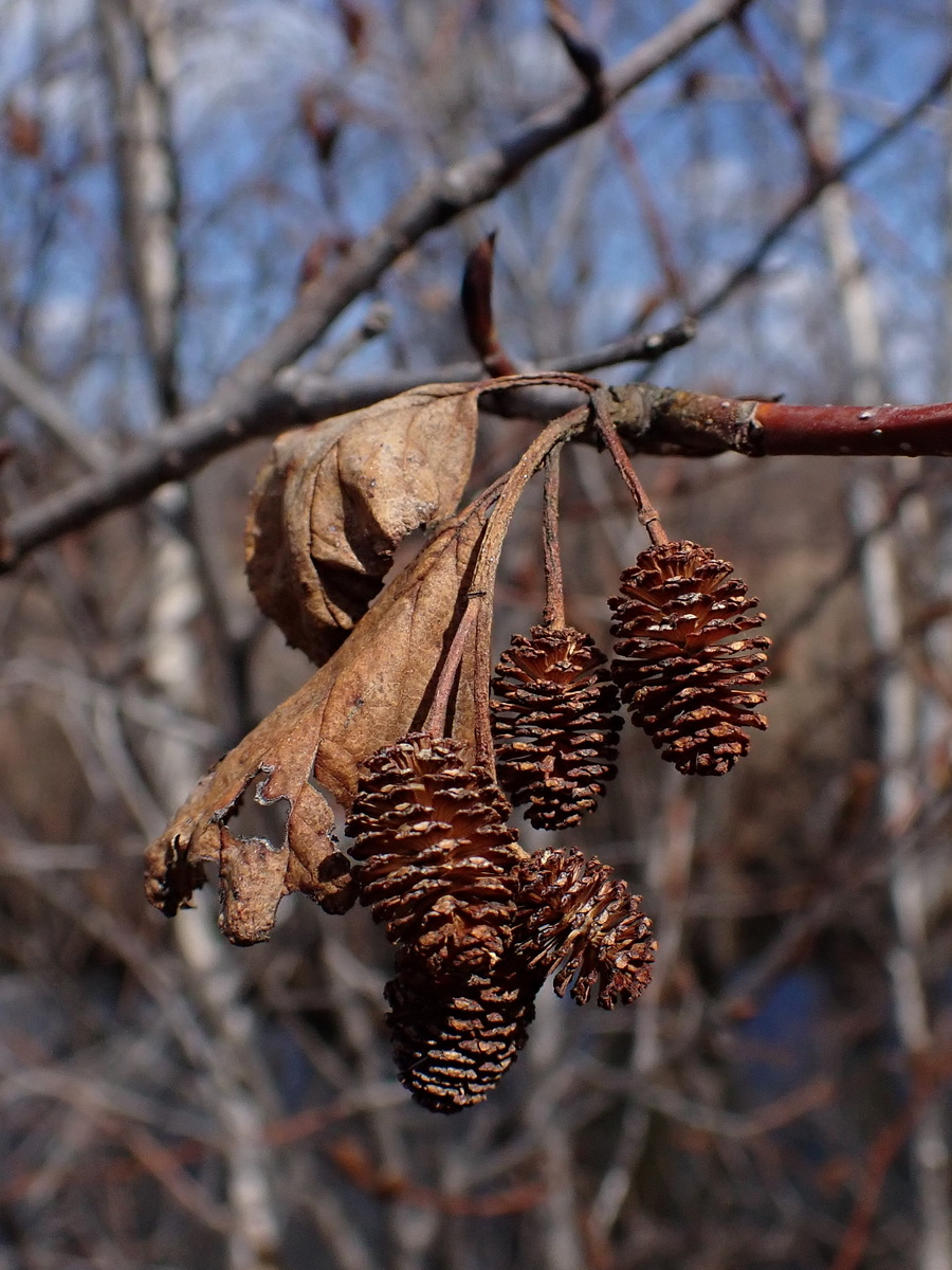 Изображение особи Duschekia mandschurica.