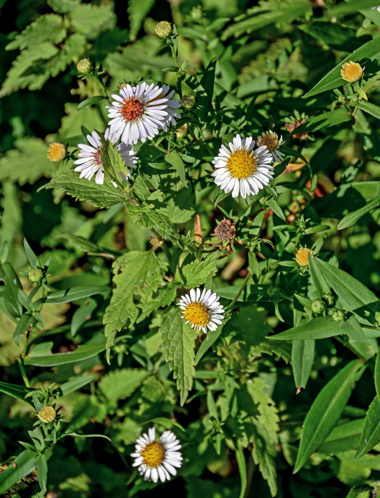 Изображение особи Symphyotrichum novi-belgii.