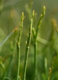 Limonium suffruticosum. Верхушка генеративного побега с зачатками соцветий. Астраханская обл., Наримановский р--н, окр. с. Николаевка, солончаковая низина среди бугристых полузакреплённых песков. 17.05.2026.