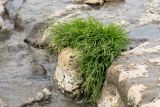 семейство Poaceae