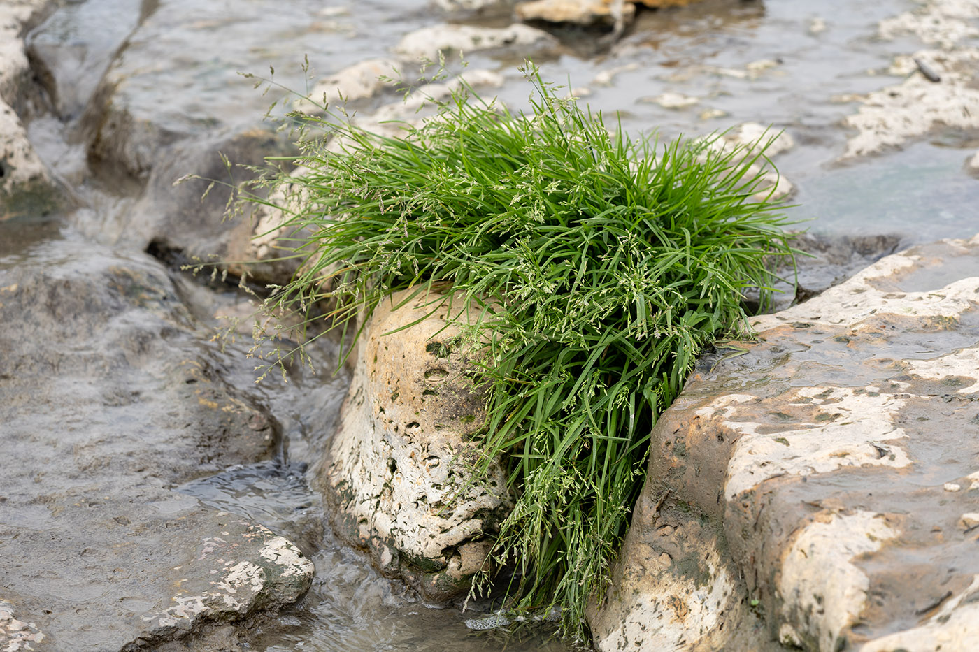 Изображение особи семейство Poaceae.