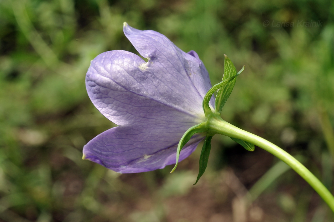 Image of Platycodon grandiflorus specimen.