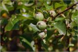 Malus domestica. Верхушка побега с формирующимися плодами. Московская обл., Раменский р-н, окр. дер. Хрипань, садовый участок. 19.06.2026.