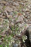 Silene nutans