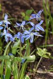 Scilla siberica. Верхушки побегов с соцветиями. Томская обл., г. Томск, Сибирский ботанический сад Томского государственного университета, в культуре. 07.05.2026.
