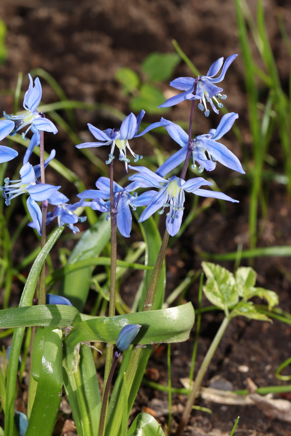 Изображение особи Scilla siberica.