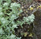 Teucrium capitatum