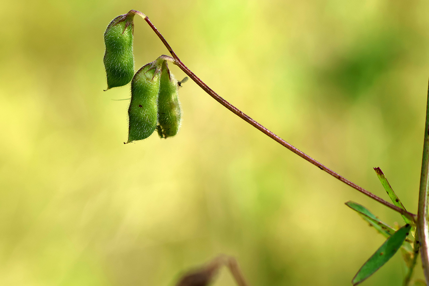Image of Vicia hirsuta specimen.