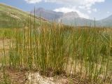 genus Eleocharis. Цветущие растения. Дагестан, Докузпаринский р-н, окр. с. Куруш, дол. р. Чехычай, у небольшого озера в притоке р. Чехычай. 25.07.2026.