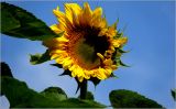 Helianthus annuus. Соцветие. Московская обл., Раменский р-н, окр. дер. Хрипань, садовый участок. 18.08.2026.